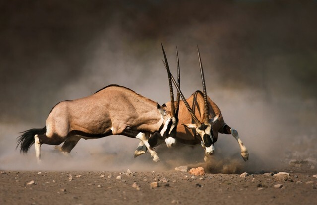 Intense fight between two male Gemsbok on dusty plains of Etosha2